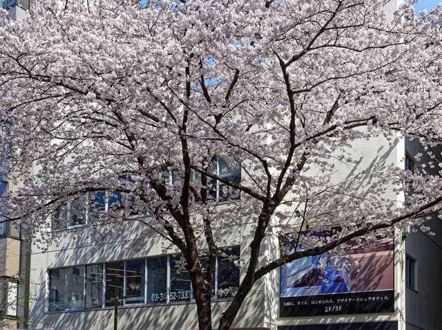 外観_春には桜を眺めることが出来ます。