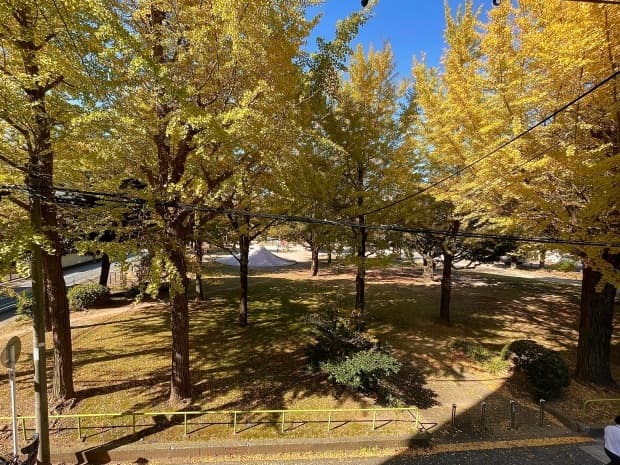 隣には、秋になると銀杏が色付いて綺麗な公園があります。