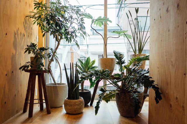 内装_至る所にグリーンが置かれています