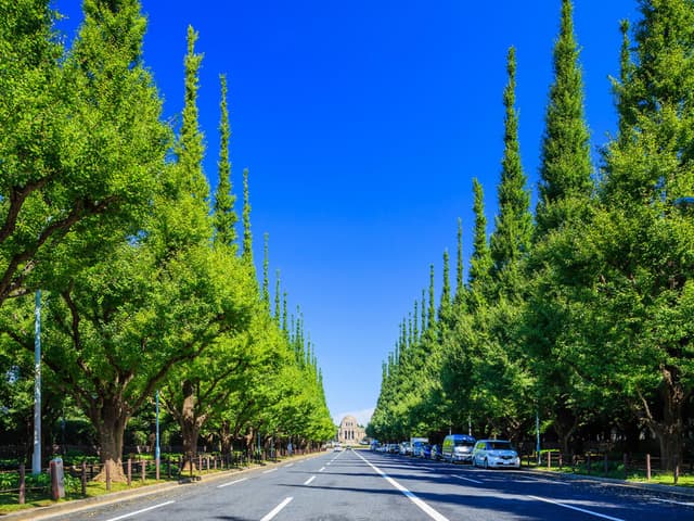 近隣の自然_いちょう並木 (徒歩4分)