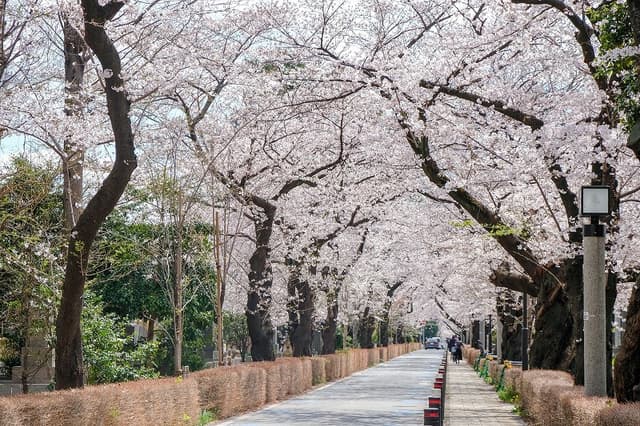 青山霊園